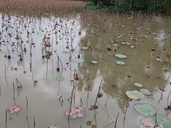 -大湾区中央湿地公园