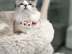 -爱洗澡的猫(天河路店)