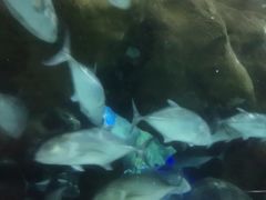 -大连圣亚海洋世界