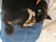 -柴犬小屋·柴餐厅·狗咖食堂(金鼎广场店)