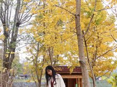 -千年银杏谷文化旅游区