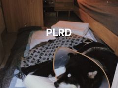-创凡宠物医院·骨专科  猫科中心(西乡分院)