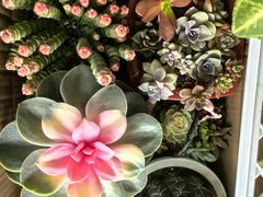 -FEI FEI FLOWER鲜花店·气球派对·宝宝宴布置(虹口德必运动Loft店)
