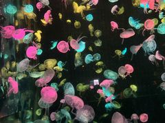 -珠海长隆海洋王国