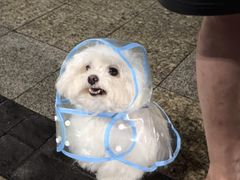 -翊宠yipet猫狗购宠庄园犬舍•猫舍