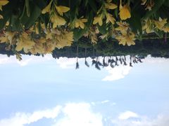 iphone_upload_pic-广州花之恋城堡酒店