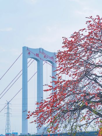 木棉花开季节｜摄影｜佛山东平河