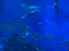 -成都浩海立方海洋公园