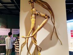 -广东中医药博物馆