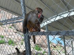 -西霞口神雕山野生动物世界
