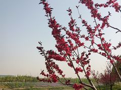 -洨河生态公园