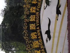 -西双版纳原始森林公园
