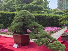 -常熟方塔园