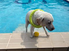-趣玩宠物乐园寄养训犬训狗游泳池