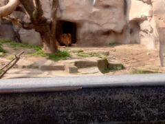 -嘉定紫藤园