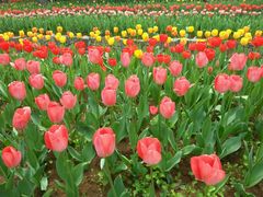 -洛阳郁金香牡丹园