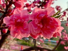 -棒棰岛宾馆景区