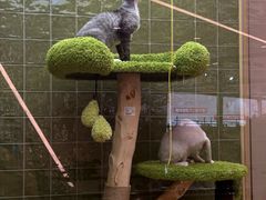 -帕帕拉兹宠物(亚洲旗舰店)