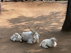 -紫海香堤香草艺术庄园