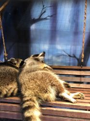 -酷嗒动物文化乐园(cutezoo西溪乐天城店)