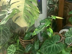 -Rabbit Cafe私房西餐甜点咖啡(栖霞路店)