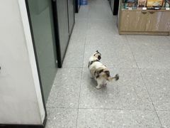 -四月宠物医院·猫专科·心脏专科·内科(转塘店)