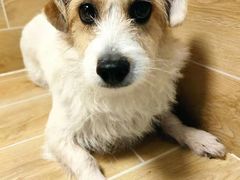 -宠物之家Pets Home 宠物寄养酒店