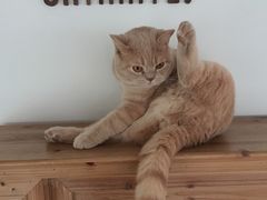 -Catmate·猫肥家润(金润铂宫店)