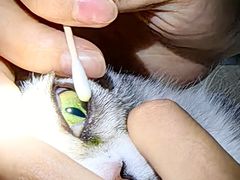 -美联众合动物医院·24h转诊中心