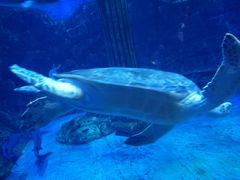 -芜湖新华联大白鲸海洋公园