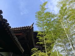 -大唐贡茶院