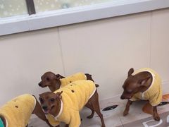 -美联众合动物医院·24h转诊中心
