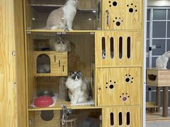 -鼓捣猫呢主题猫咖店