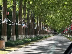 -黄海国家森林公园