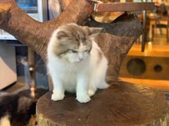 -more than meow吴止猫主题餐厅(承德 中船汇店)