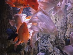 -多彩贵州城极地海洋世界