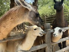 -鄂尔多斯野生动物园