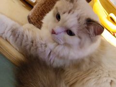 -滚猫咖啡·猫咖·猫友好撸猫(未来城店)