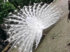 -哈尔滨北方森林动物园