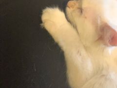 -平行世界·猫咖(首经贸店)