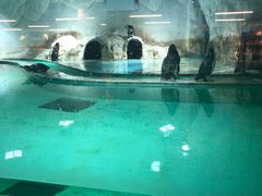 -北戴河圣蓝海洋公园