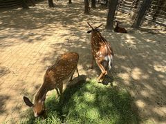 -石家庄市动物园