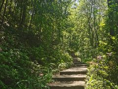 -南山植物园
