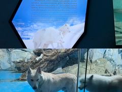 -泉城欧乐堡海洋极地世界