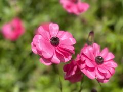 -上海鲜花港