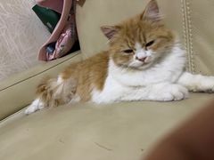 -关爱宠物医院·猫科中心·消化科(滨湖万达分院)