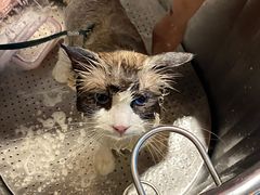 -PETKIT小佩宠物·低压洗护(国顺东路店)