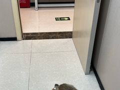 -瑞鹏宠物医院(大运分院)