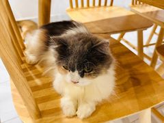 -楼上猫咖(罗湖店)