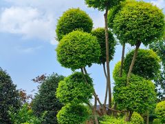 -龙大花卉苗木市场